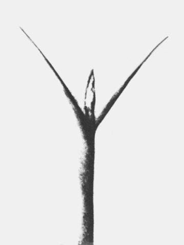 Suzanne Santoro Senza titolo, 2026; stampa fotografica su carta tratta dal libro d’artista Towards New Expression del 1974; 24 × 18 cm. Courtesy the artist