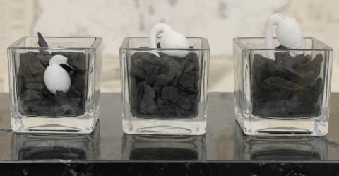 Silvia Scaringella. Deus sive natura Silvia Scaringella. Deus sive natura